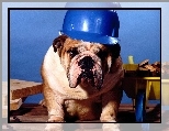 Pies, Kask, Budowniczy